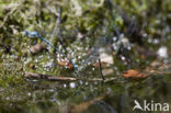 Cretan Bluet (Coenagrion intermedium)