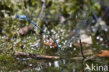 Cretan Bluet (Coenagrion intermedium)