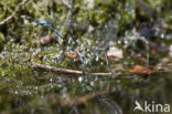 Cretan Bluet (Coenagrion intermedium)