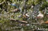 Cretan Bluet (Coenagrion intermedium)