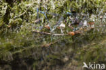 Cretan Bluet (Coenagrion intermedium)