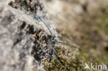 Cretan Bluet (Coenagrion intermedium)