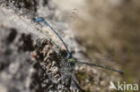 Cretan Bluet (Coenagrion intermedium)