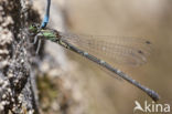 Cretan Bluet (Coenagrion intermedium)