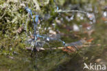 Cretan Bluet (Coenagrion intermedium)