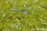 Cretan Bluet (Coenagrion intermedium)