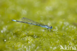 Cretan Bluet (Coenagrion intermedium)