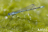 Cretan Bluet (Coenagrion intermedium)