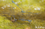 Cretan Bluet (Coenagrion intermedium)