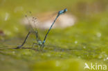 Cretan Bluet (Coenagrion intermedium)