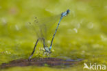 Cretan Bluet (Coenagrion intermedium)