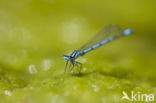 Cretan Bluet (Coenagrion intermedium)