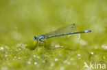 Cretan Bluet (Coenagrion intermedium)