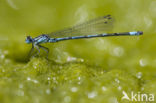 Cretan Bluet (Coenagrion intermedium)