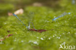 Cretan Bluet (Coenagrion intermedium)