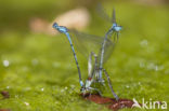 Kretawaterjuffer (Coenagrion intermedium)