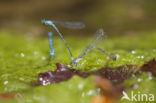 Kretawaterjuffer (Coenagrion intermedium)