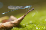 Kretawaterjuffer (Coenagrion intermedium)