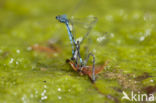 Kretawaterjuffer (Coenagrion intermedium)