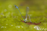 Kretawaterjuffer (Coenagrion intermedium)