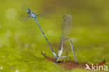 Kretawaterjuffer (Coenagrion intermedium)