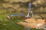 Kretawaterjuffer (Coenagrion intermedium)