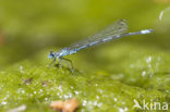 Kretawaterjuffer (Coenagrion intermedium)