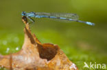 Kretawaterjuffer (Coenagrion intermedium)