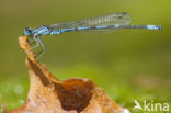 Kretawaterjuffer (Coenagrion intermedium)