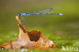 Kretawaterjuffer (Coenagrion intermedium)