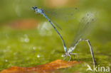 Kretawaterjuffer (Coenagrion intermedium)