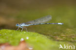 Kretawaterjuffer (Coenagrion intermedium)