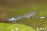 Kretawaterjuffer (Coenagrion intermedium)