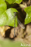 Kretawaterjuffer (Coenagrion intermedium)