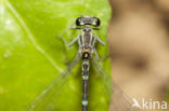 Kretawaterjuffer (Coenagrion intermedium)