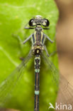 Kretawaterjuffer (Coenagrion intermedium)