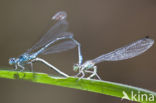 Kretawaterjuffer (Coenagrion intermedium)