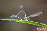 Kretawaterjuffer (Coenagrion intermedium)