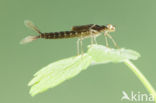 Kretawaterjuffer (Coenagrion intermedium)