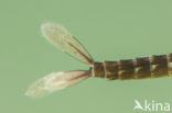 Kretawaterjuffer (Coenagrion intermedium)
