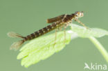 Kretawaterjuffer (Coenagrion intermedium)