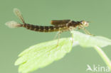 Kretawaterjuffer (Coenagrion intermedium)