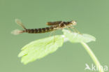 Kretawaterjuffer (Coenagrion intermedium)