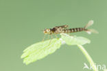 Kretawaterjuffer (Coenagrion intermedium)