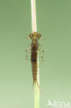 Kretawaterjuffer (Coenagrion intermedium)