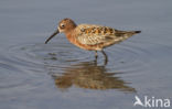 Krombekstrandloper (Calidris ferruginea)