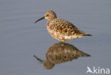 Krombekstrandloper (Calidris ferruginea)