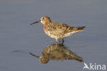 Krombekstrandloper (Calidris ferruginea)