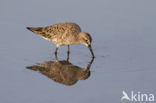 Krombekstrandloper (Calidris ferruginea)