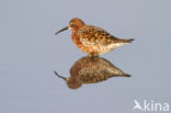 Krombekstrandloper (Calidris ferruginea)